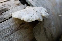 Tyromyces fumidiceps