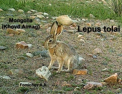 Lepus tolai