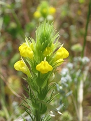 Castilleja rubicundula lithospermoides