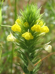Castilleja rubicundula lithospermoides