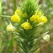Castilleja rubicundula lithospermoides - Photo (c) Andy Murdock, some rights reserved (CC BY-NC), uploaded by Andy Murdock
