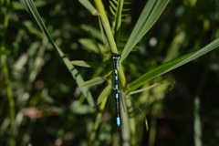 Coenagrion resolutum