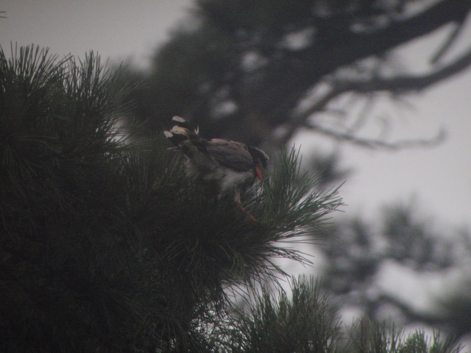 Red-billed Blue Magpie