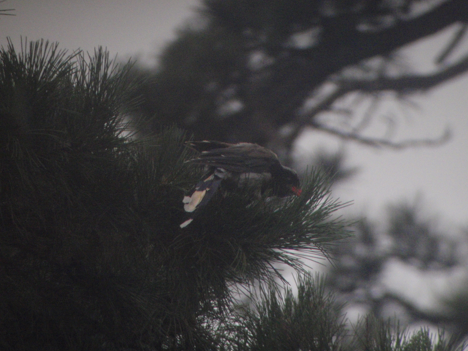 Red-billed Blue Magpie