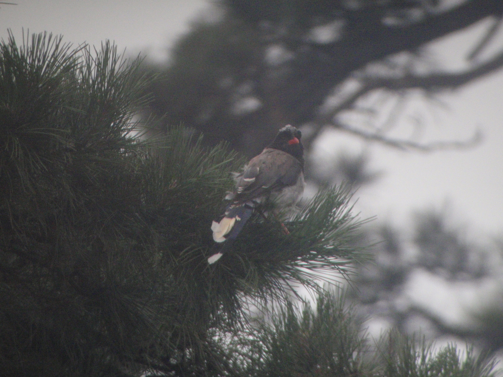 Red-billed Blue Magpie