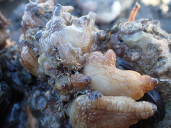 Asterocarpa coerulea