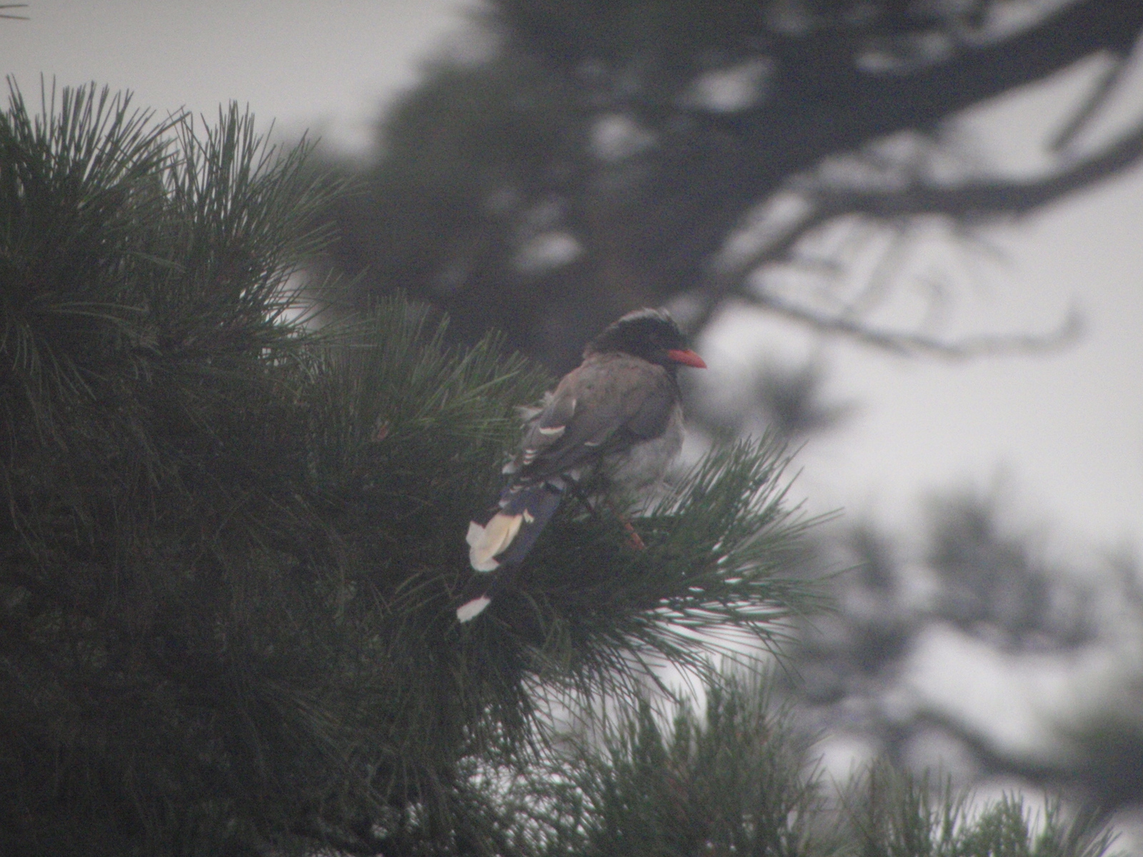 Red-billed Blue Magpie