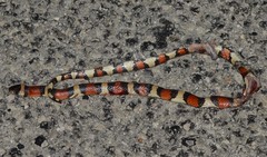 Lampropeltis gentilis