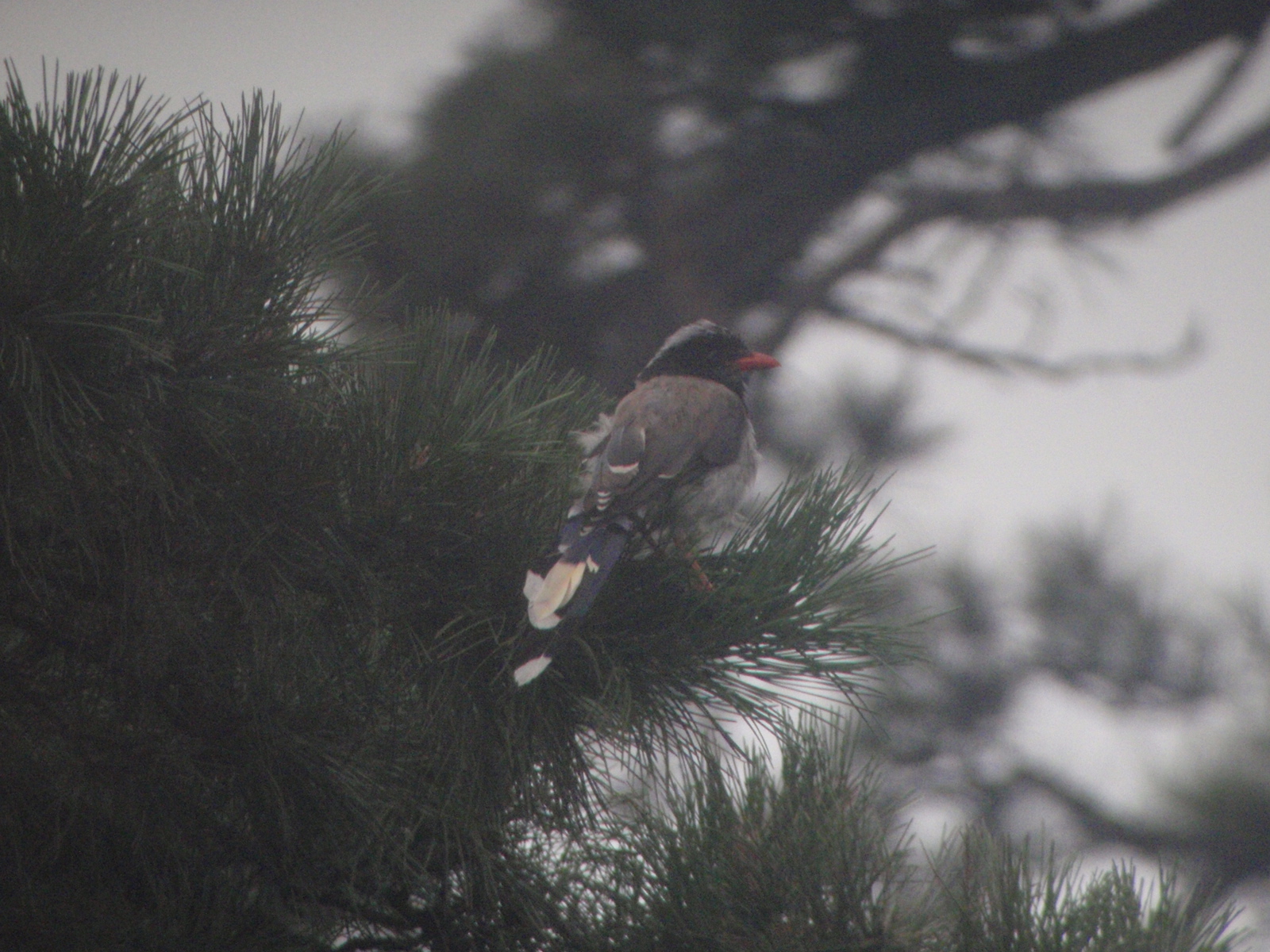 Red-billed Blue Magpie