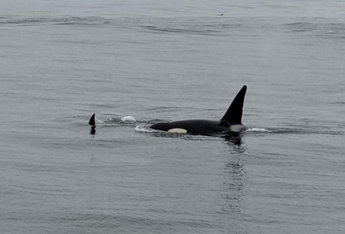 Orca photographed in California