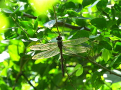Coryphaeschna viriditas