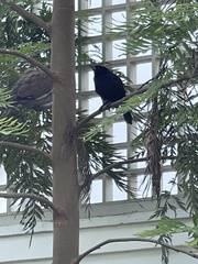 Molothrus bonariensis