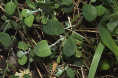 Chenopodium triandrum