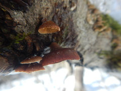 Anthracophyllum