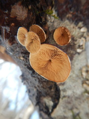 Anthracophyllum