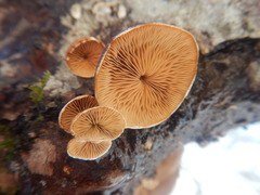 Anthracophyllum