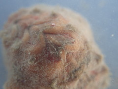 Notoplax