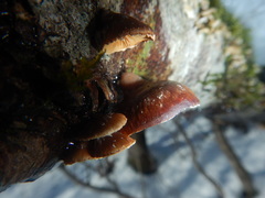 Anthracophyllum