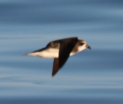 Pterodroma mollis