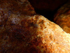 Trachysphaera
