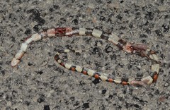 Lampropeltis gentilis