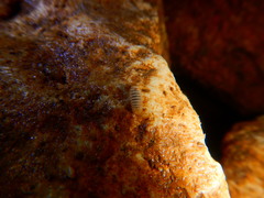 Trachysphaera