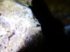 Trachysphaera