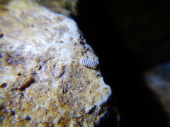 Trachysphaera