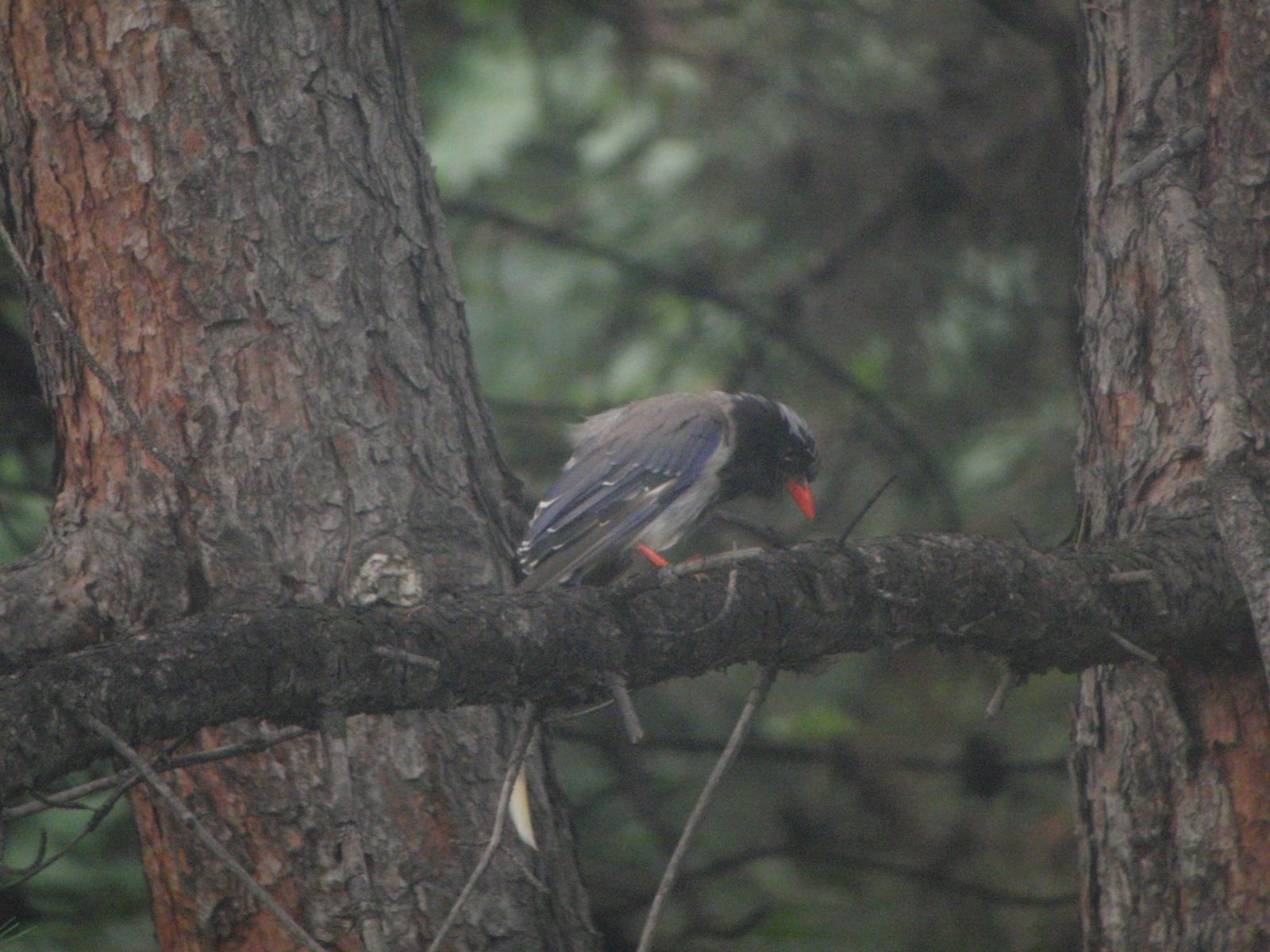 Red-billed Blue Magpie
