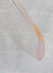 Nymphes aperta