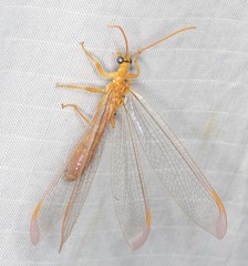Nymphes aperta