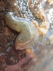 Flabelligera bicolor