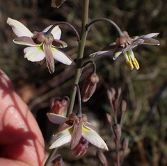 Heliophila cornuta