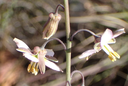 Image of Heliophila cornuta by (c) Nicola van Berkel, some rights reserved (CC BY-SA)