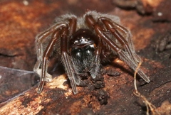 Callobius arizonicus