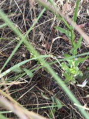 Wahlenbergia obovata