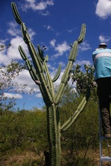Cereus forbesii
