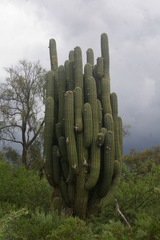 Trichocereus terscheckii