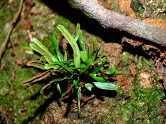 Cochlidium linearifolium