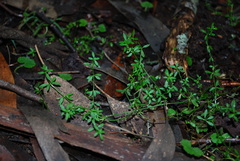 Galium gaudichaudii