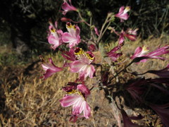 Alstroemeria pulchra
