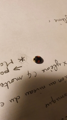 Harmonia axyridis
