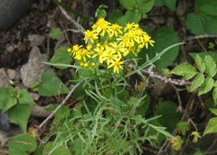 Senecio eremophilus