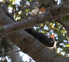 Sciurus carolinensis