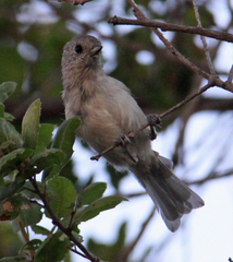 Baeolophus inornatus