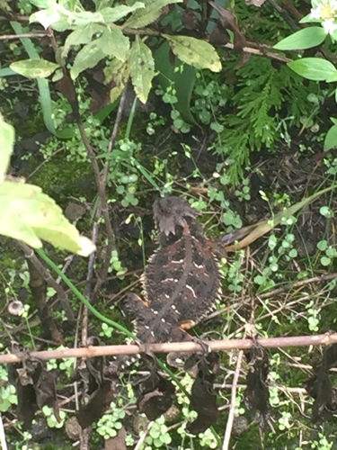 Phrynosoma orbiculare