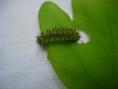 Periclista