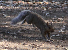 Sciurus carolinensis