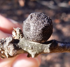 Disholcaspis pruniformis