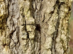 Phalangioidea